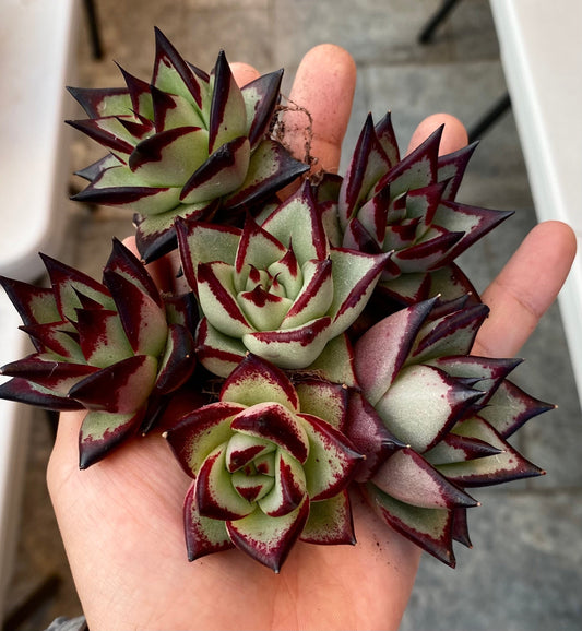 Echeveria ebony
