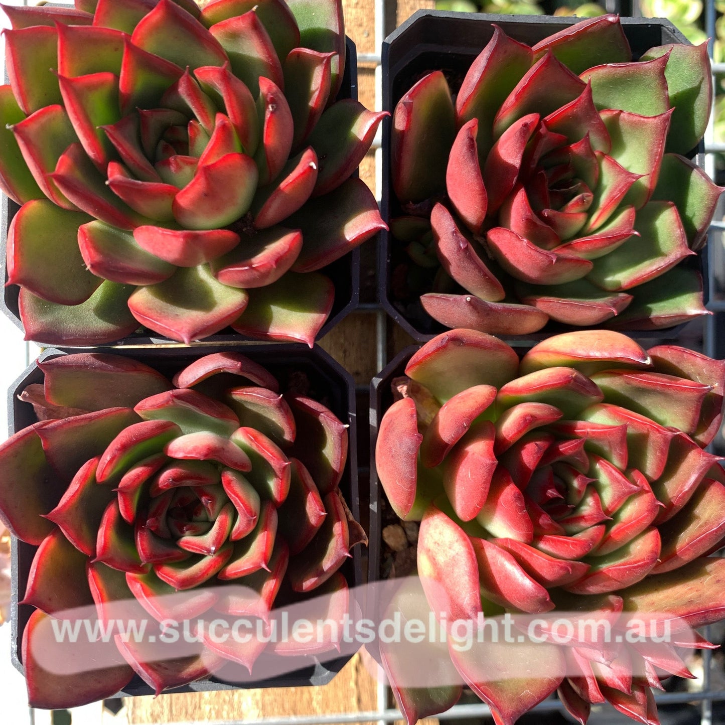 Echeveria Agavoides Wild Horse 野马东云