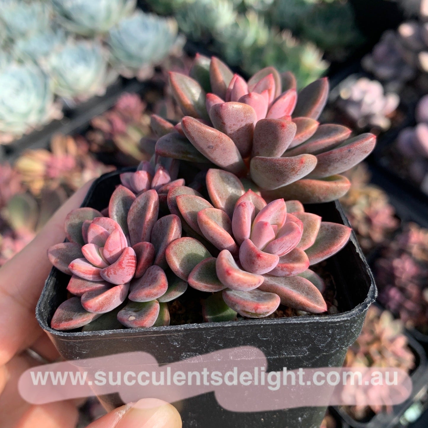 Echeveria cv. Rezry cluster 紫心群