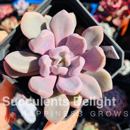 Echeveria Topsy Debbie aka Echeveria Cupid 丘比特