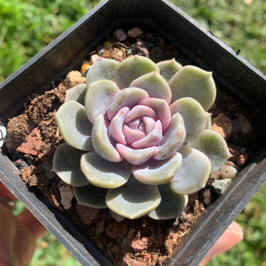 Echeveria Tynie Burger 泰尼汉堡