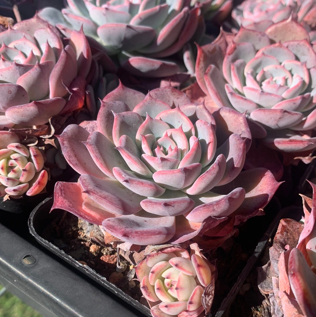 Echeveria Laulensis 劳伦斯