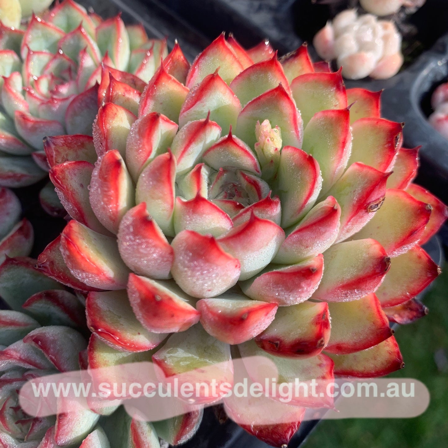 Echeveria Cherry 樱桃