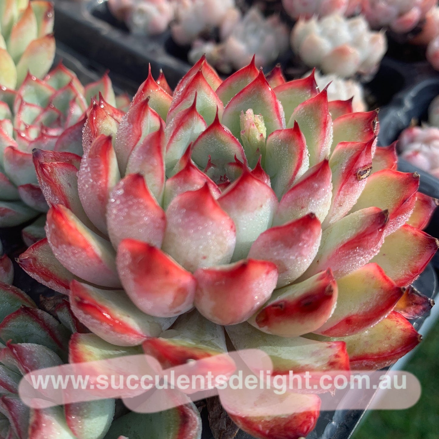 Echeveria Cherry 樱桃