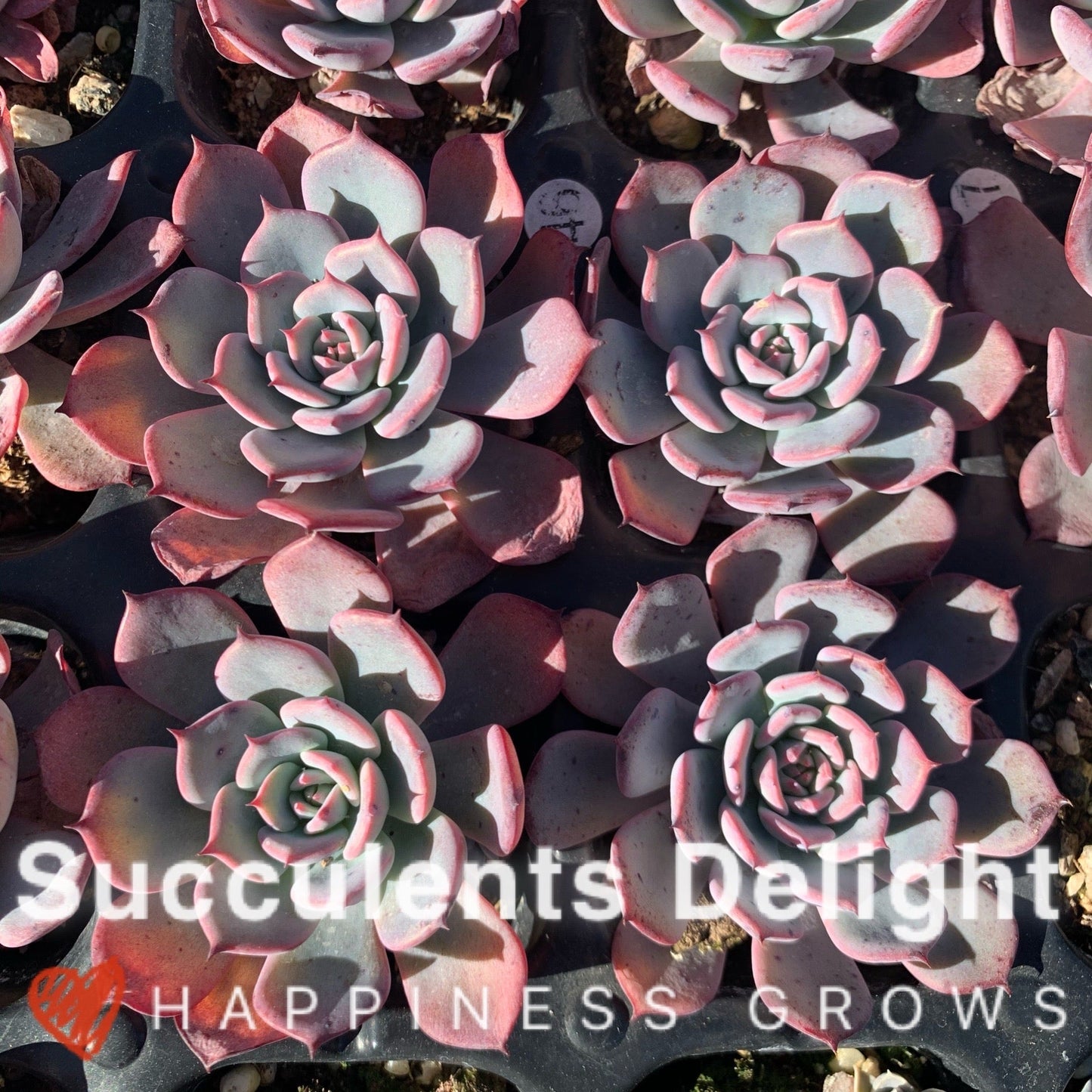 Echeveria Laulensis 劳伦斯