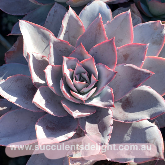Echeveria Cante 广寒宫