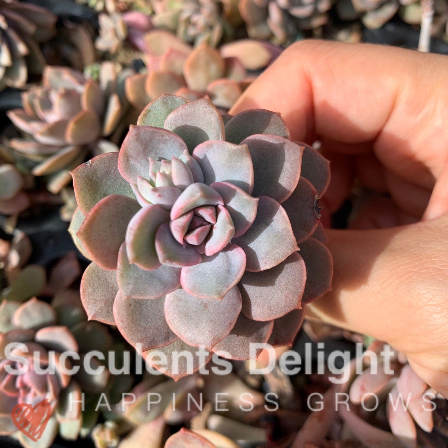 Echeveria Purple Card 紫卡