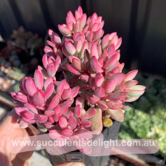 Crassula rogersii variegata cluster 若歌诗锦群