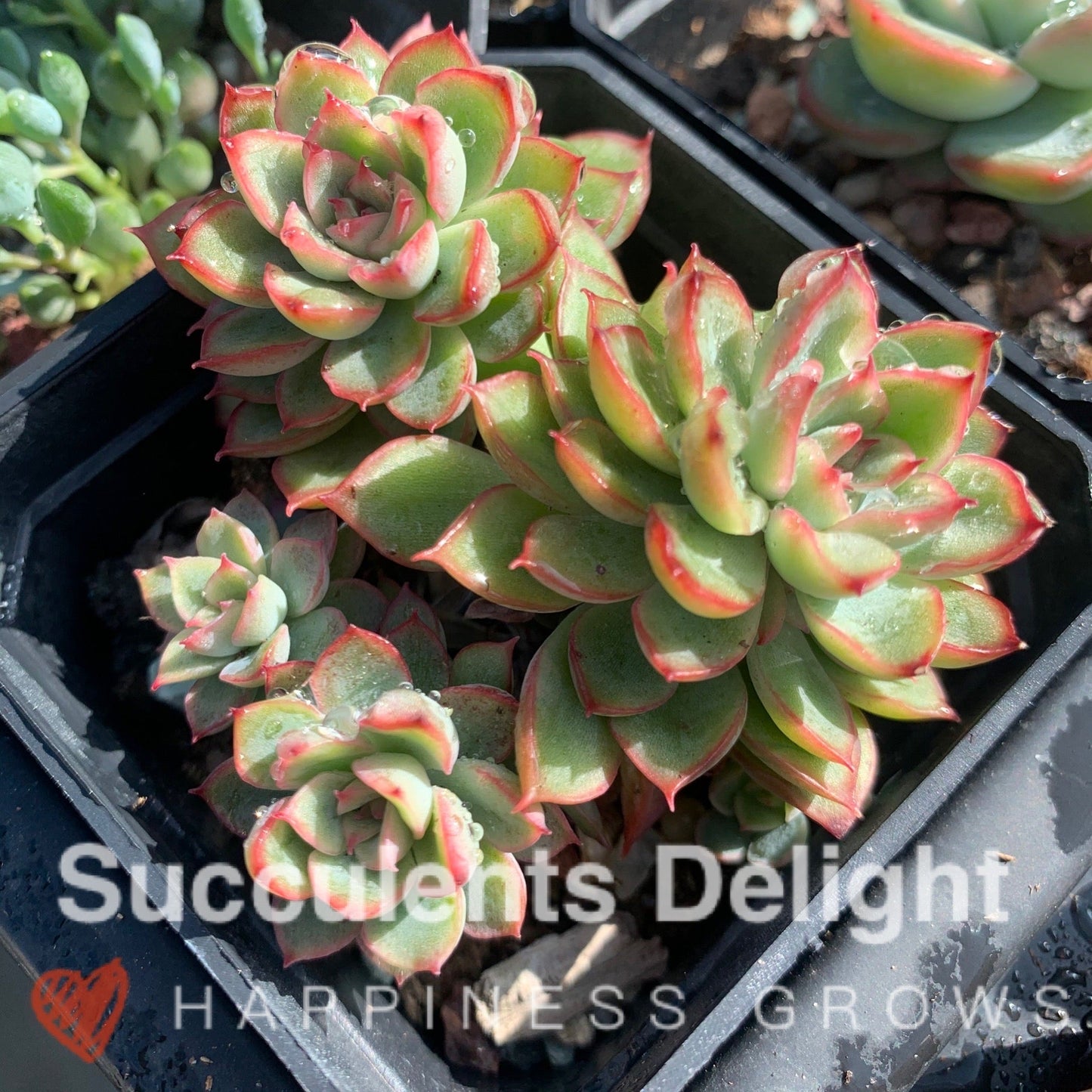 Echeveria Mebina 女雏