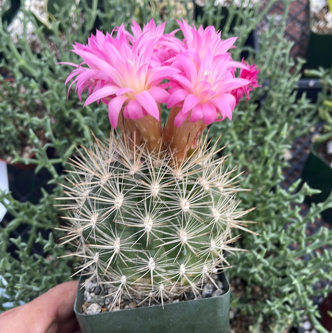 Neoporteria coimasensis