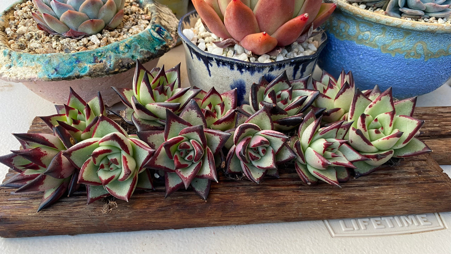 Echeveria ebony