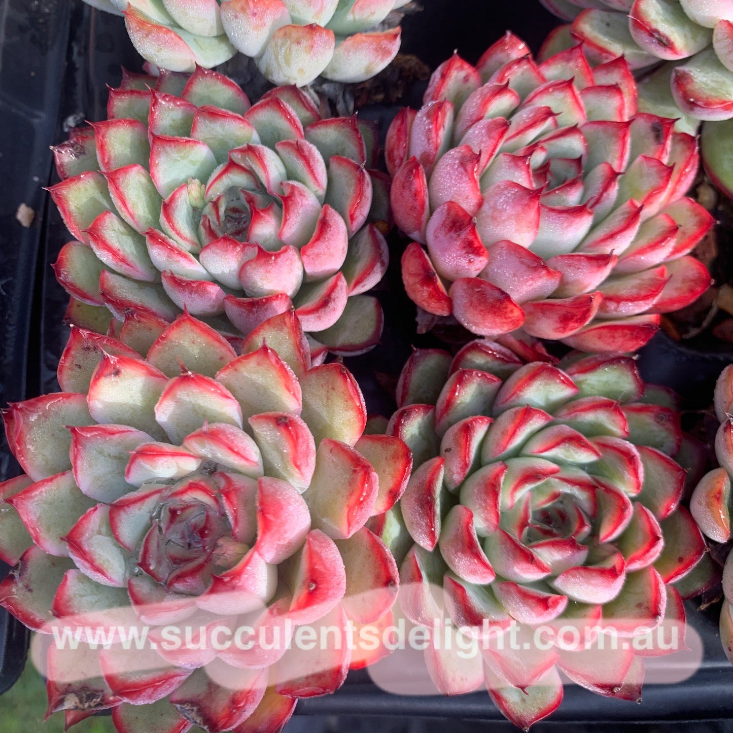 Echeveria Cherry 樱桃