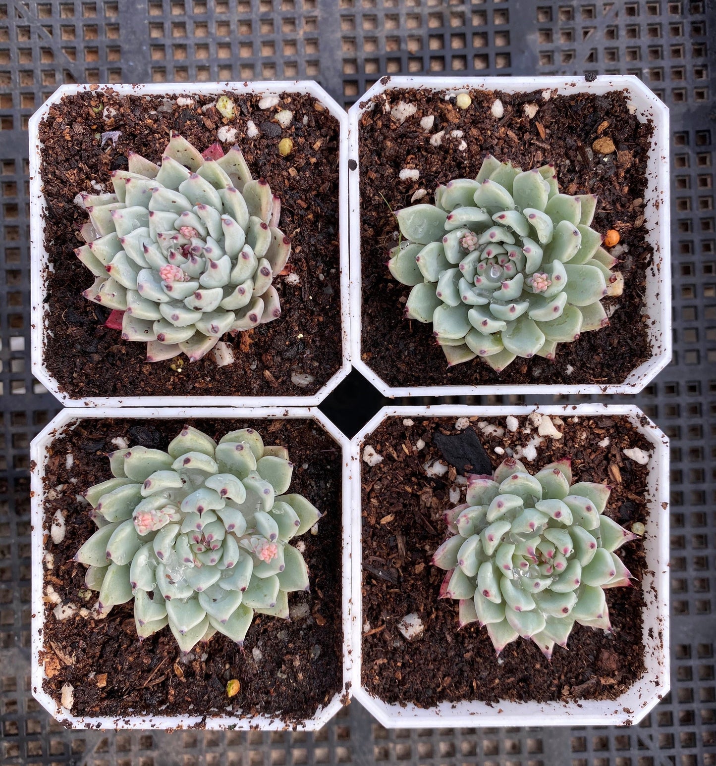Echeveria cuspidata var zaragozae