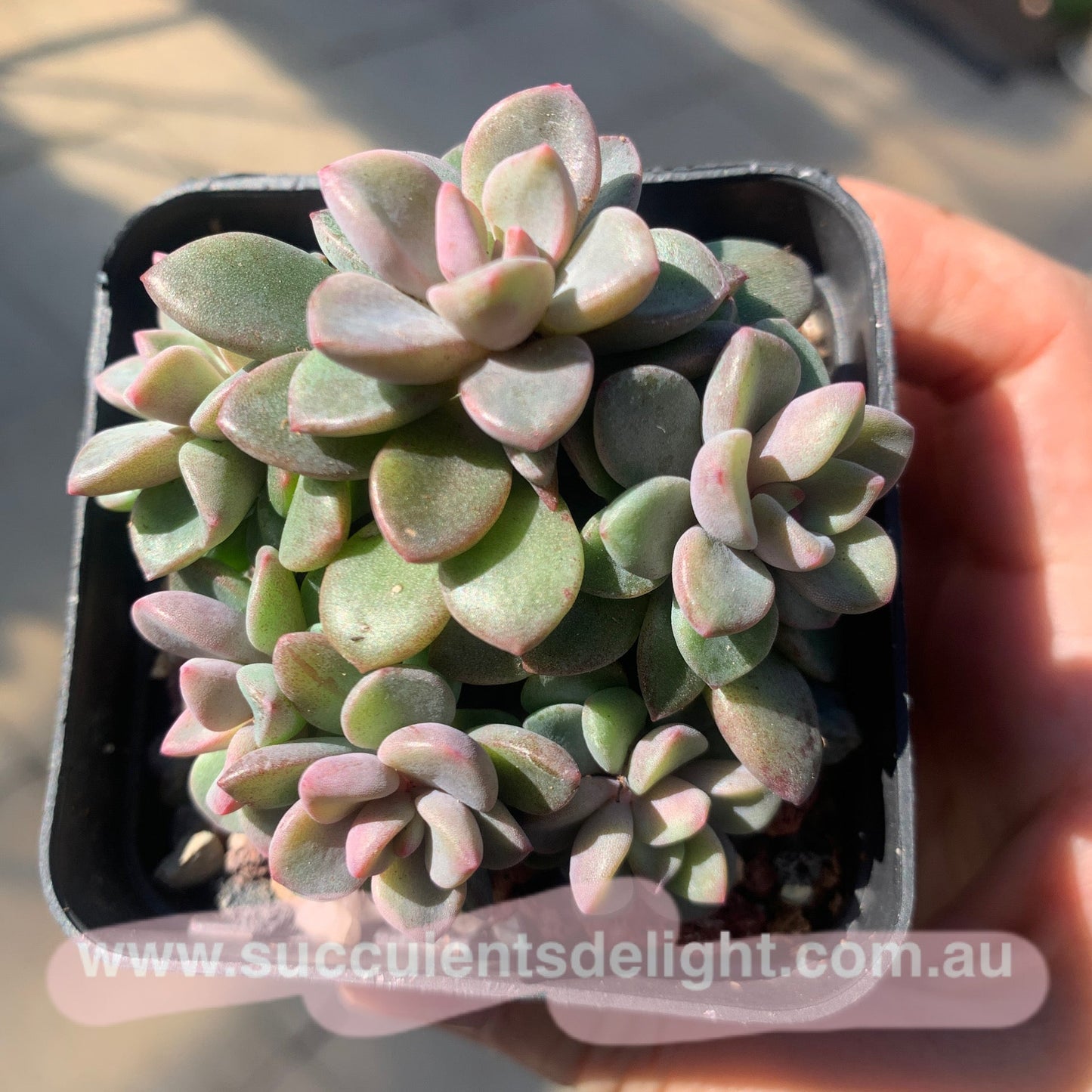 Echeveria cv. Rezry cluster 紫心群