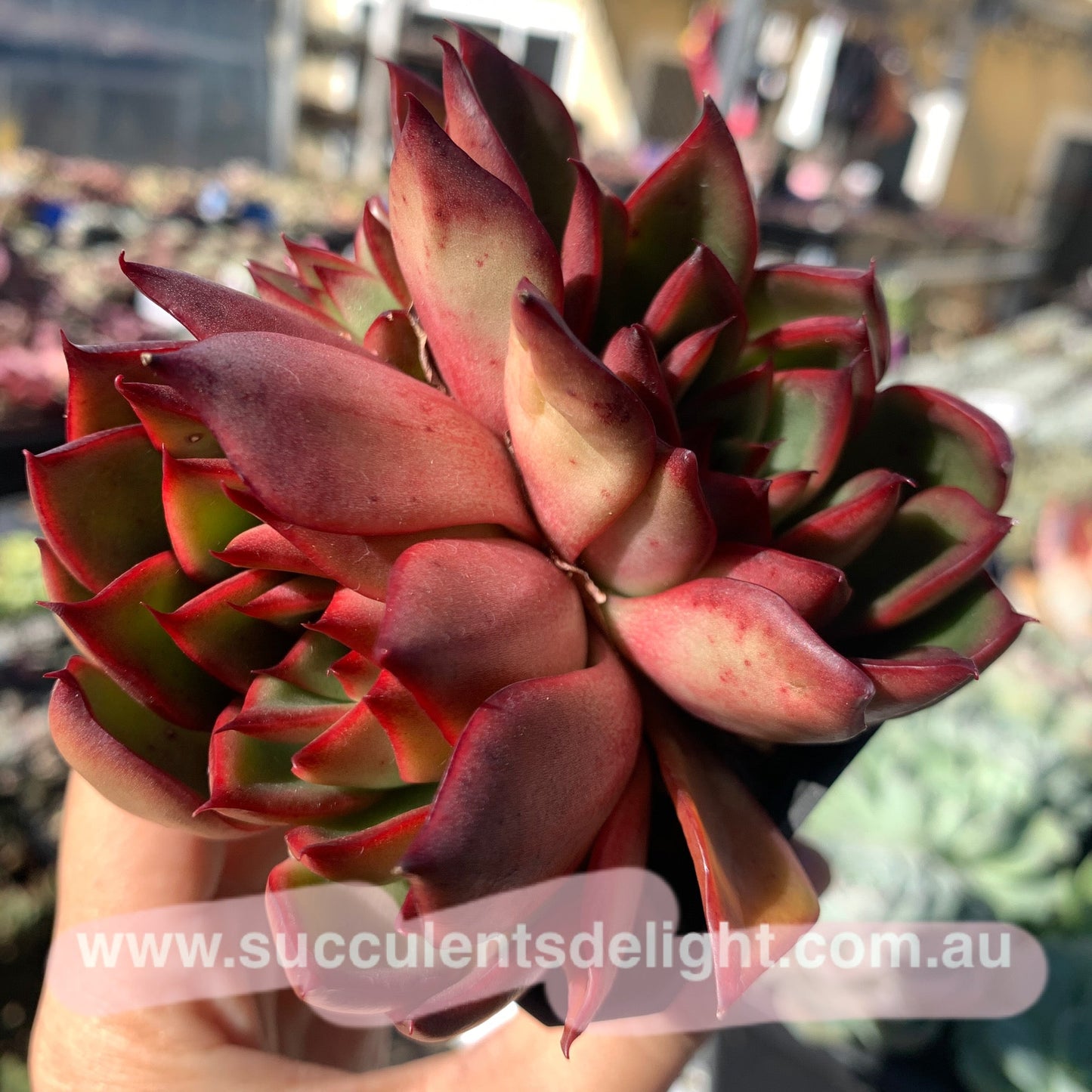 Echeveria Agavoides Wild Horse 野马东云