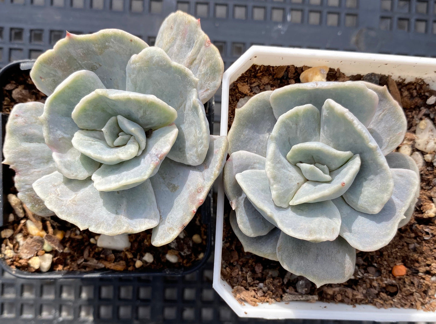 Echeveria lilacina monstrose