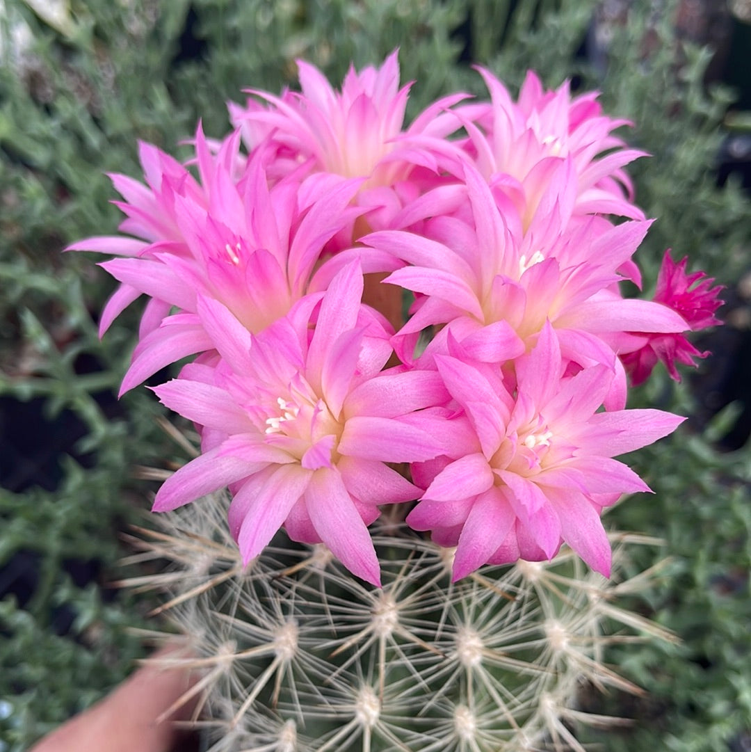Neoporteria coimasensis