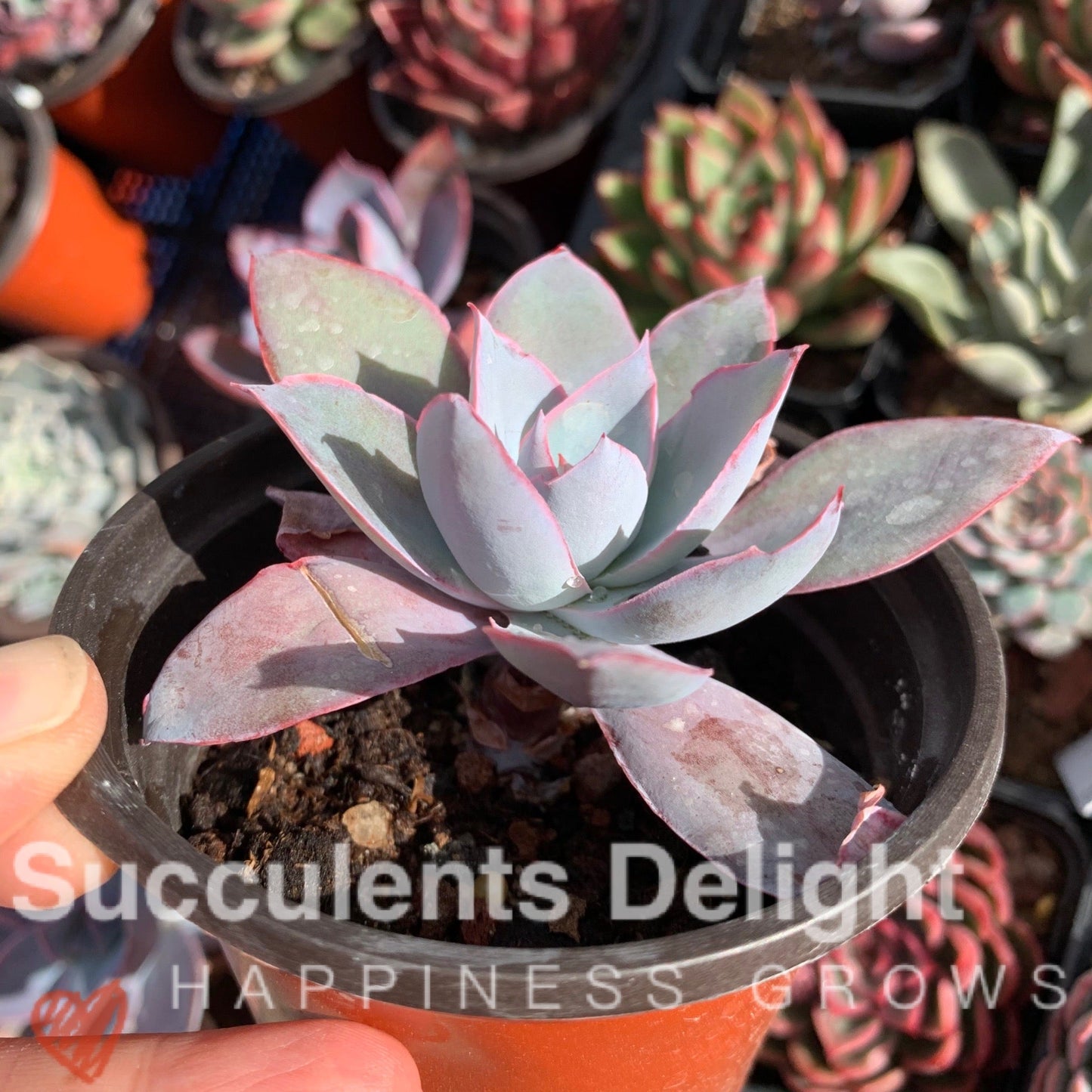 Echeveria Cante 广寒宫