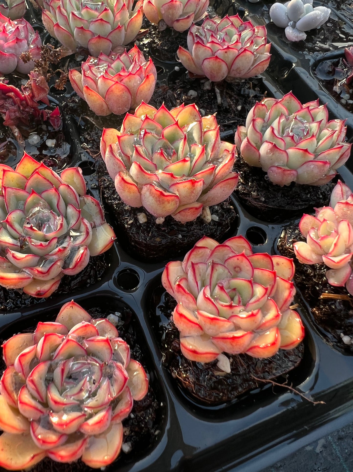 Echeveria pulidonis