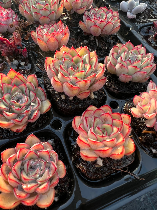 Echeveria pulidonis