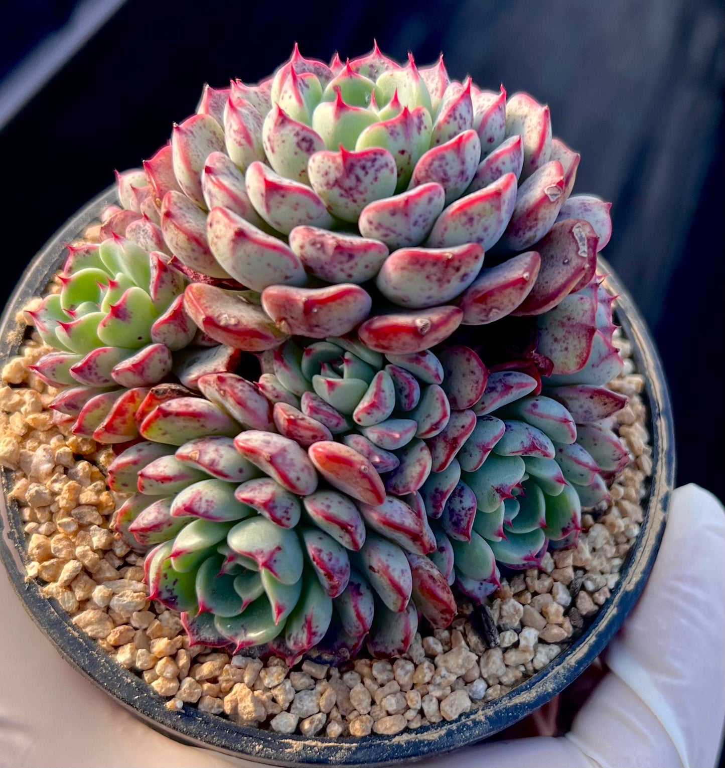 Echeveria luna rose