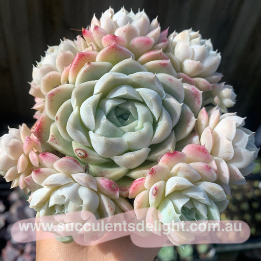 Echeveria Elegans Alba aka White Elegans 阿尔巴白月影