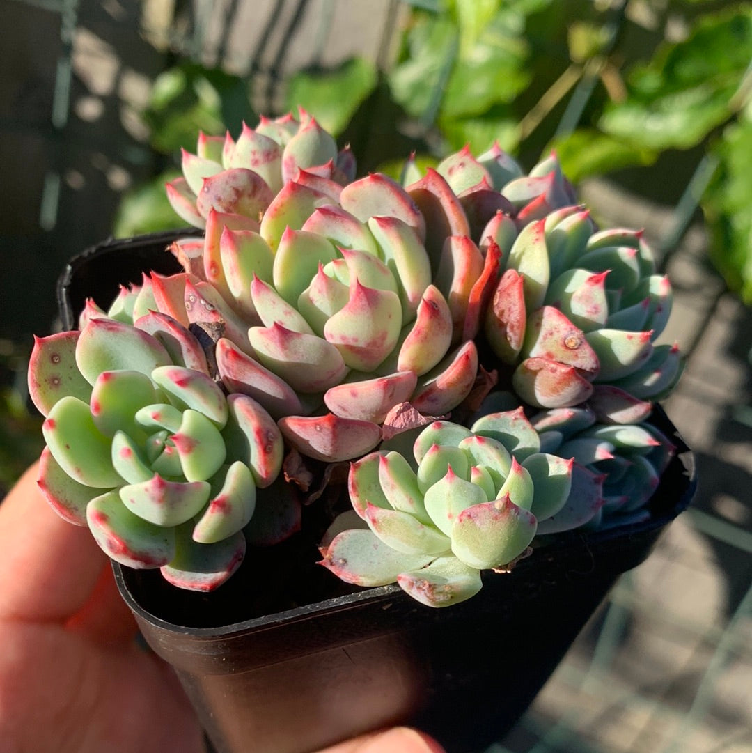 Echeveria Mini Hook 娜娜小勾