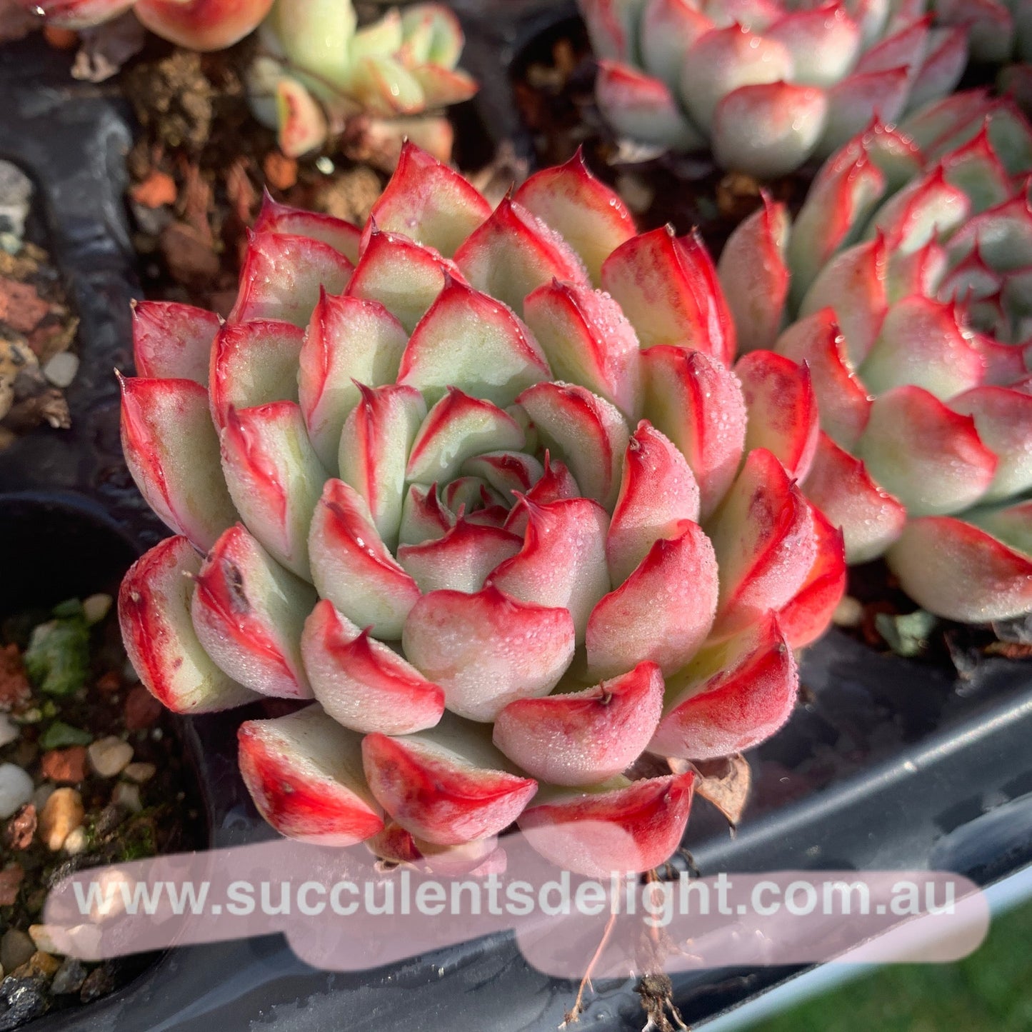 Echeveria Cherry 樱桃