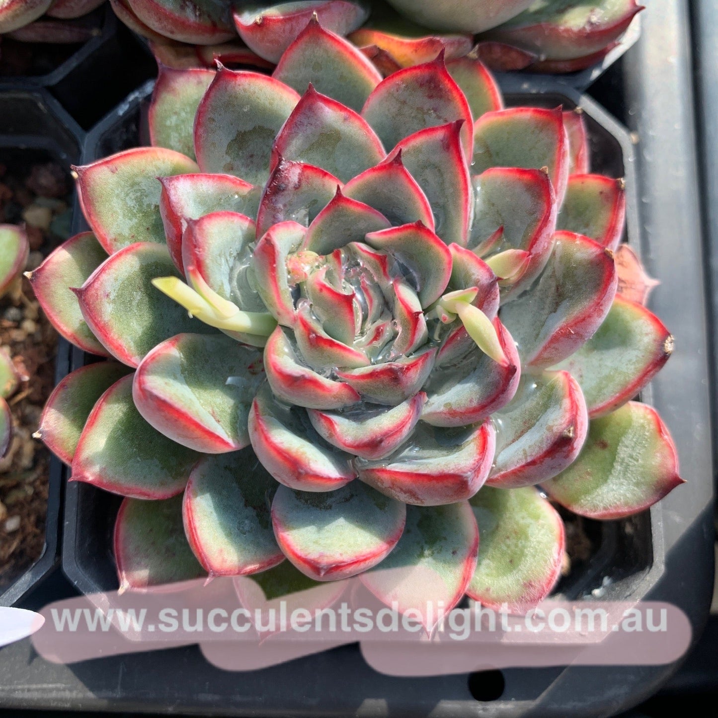 Echeveria Cherry 樱桃