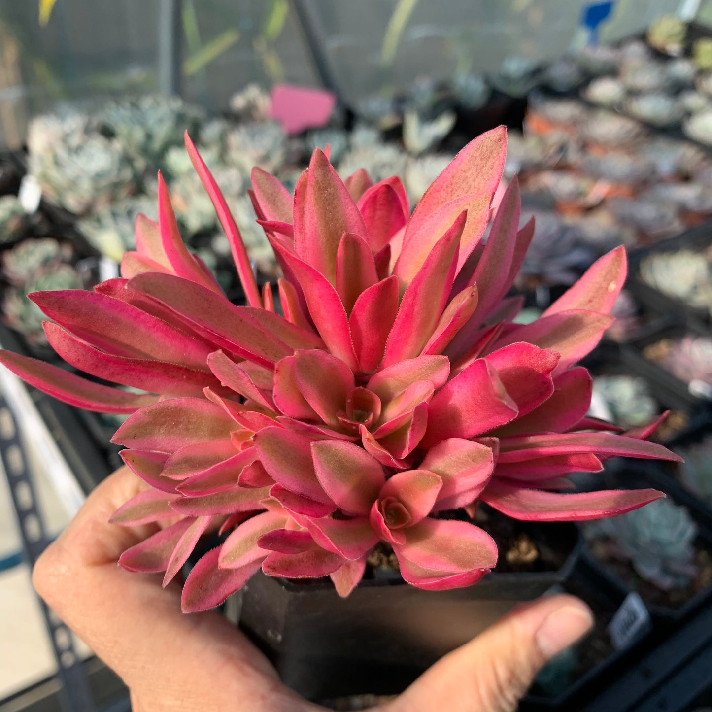 Crassula Campfire Variegated 火祭锦