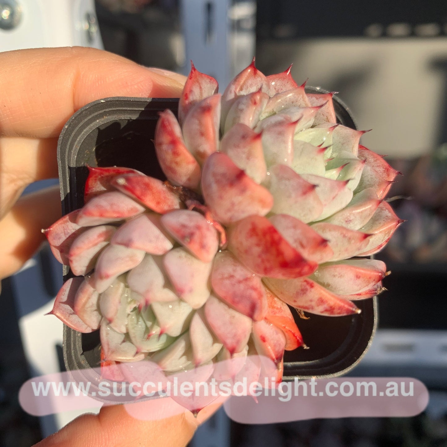 Echeveria Elegans Dongting 洞庭月影
