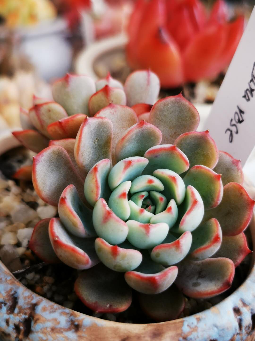 Echeveria luna rose
