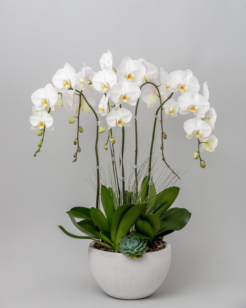 THE ORCHID FONT