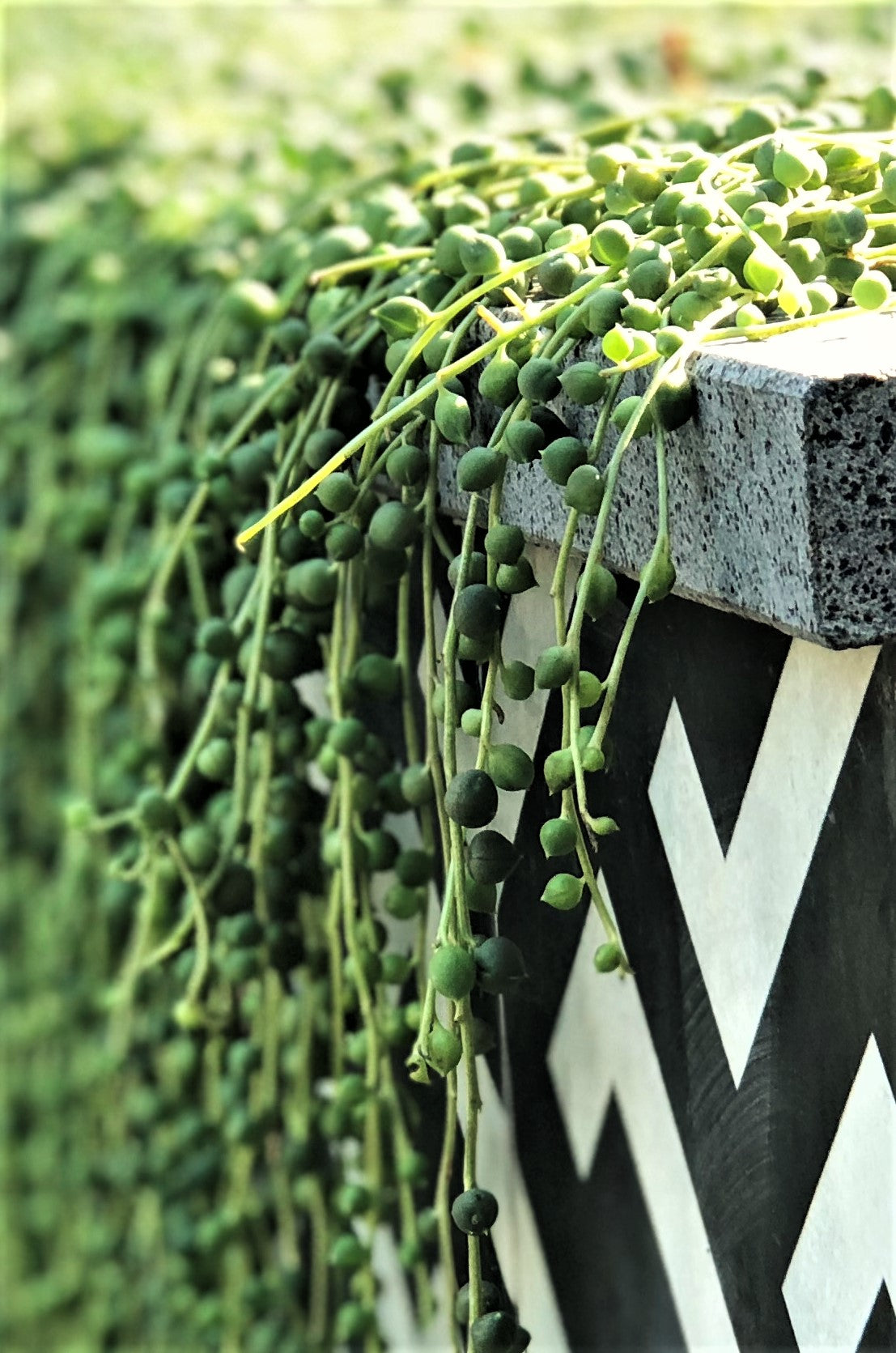 Senecio rowleyanus 'string of pearls'