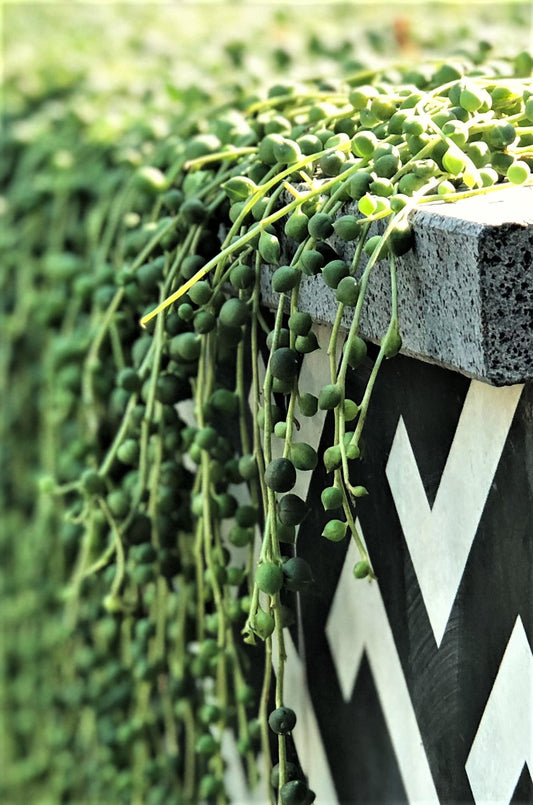 Senecio rowleyanus 'string of pearls'