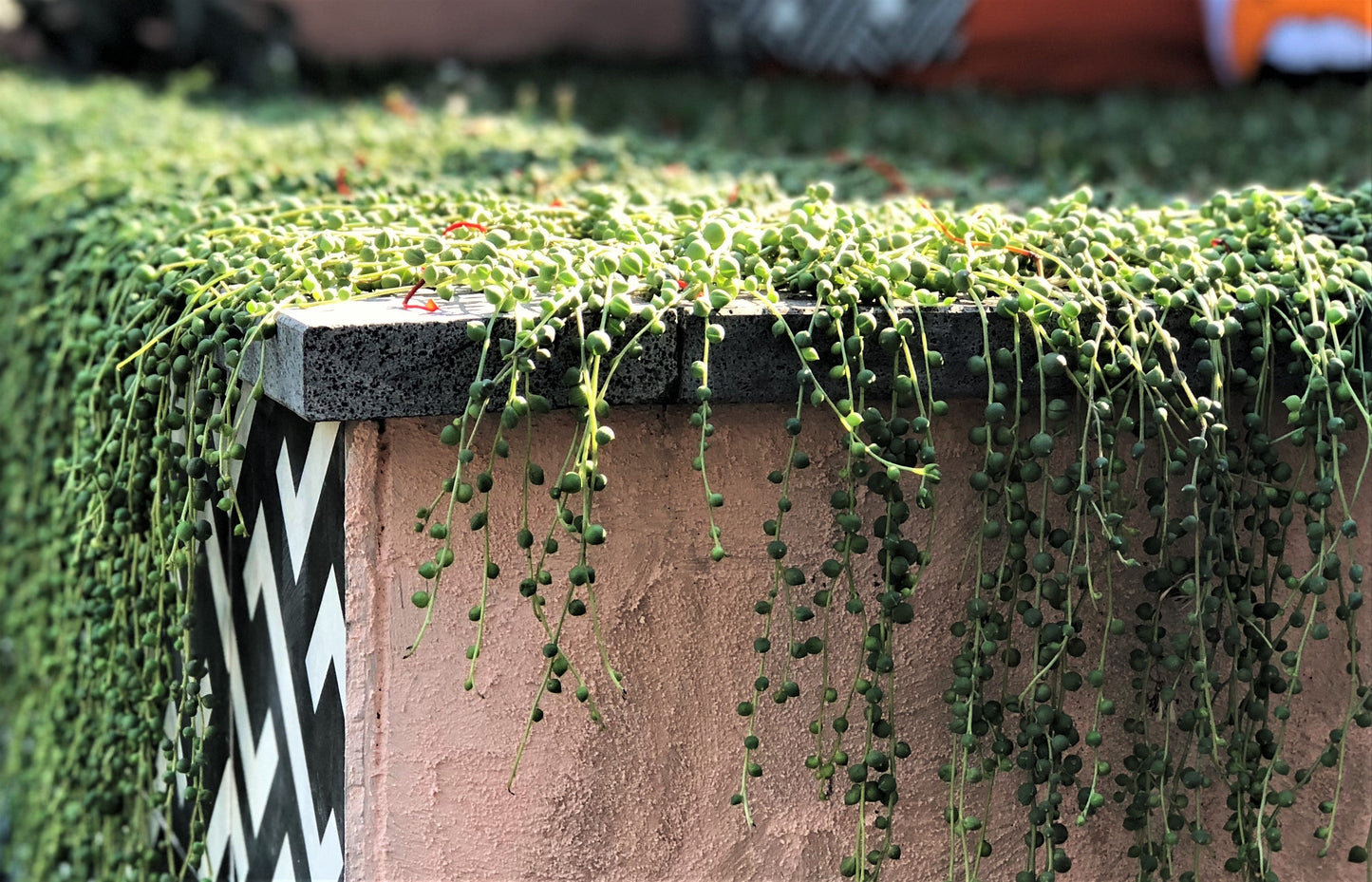 Senecio rowleyanus 'string of pearls'