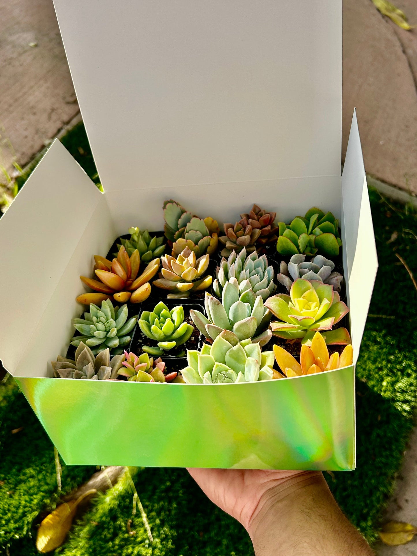 Succulent Gift Box - 16 Succulents Variety Pack