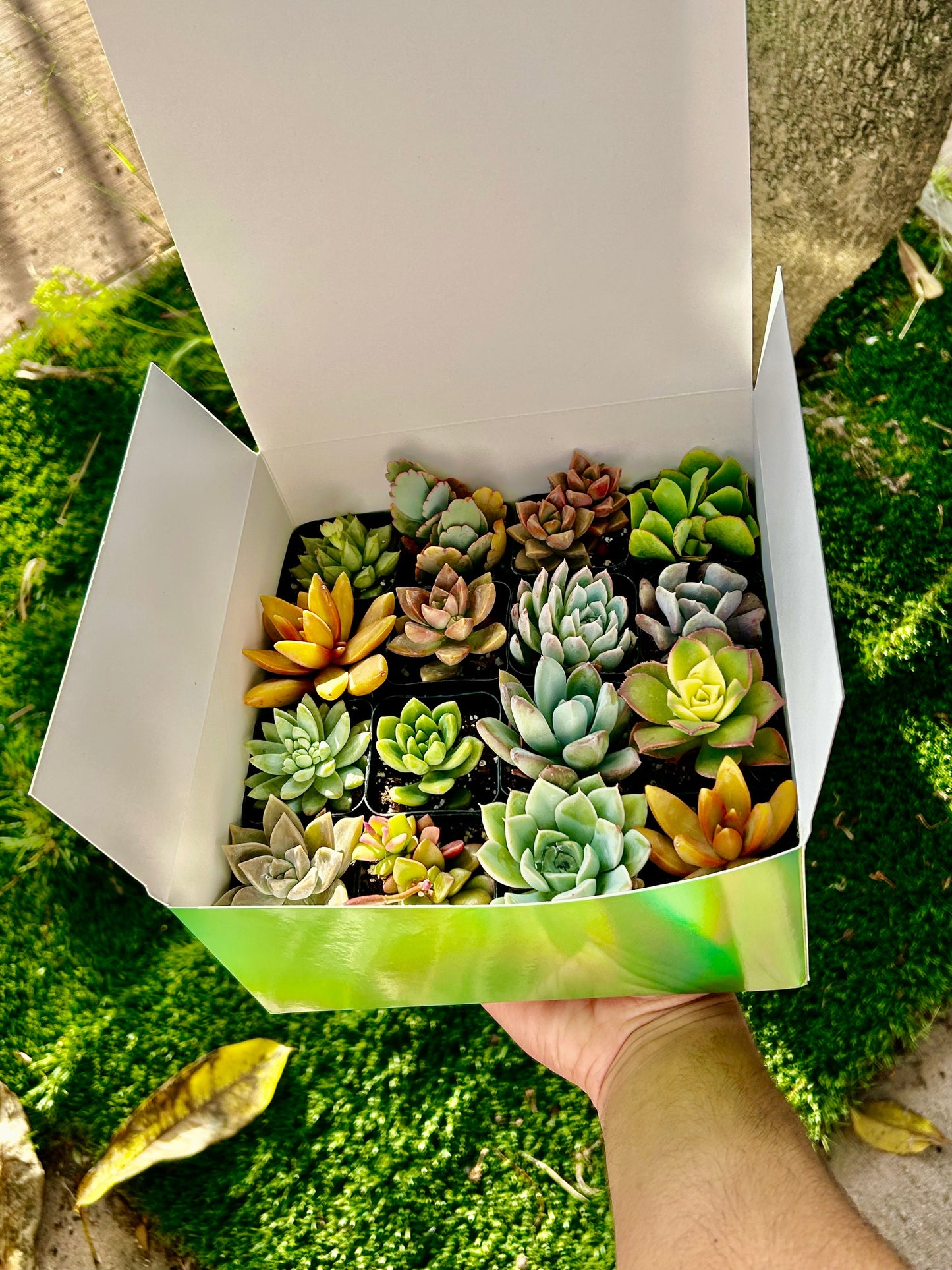 Succulent Gift Box - 16 Succulents Variety Pack