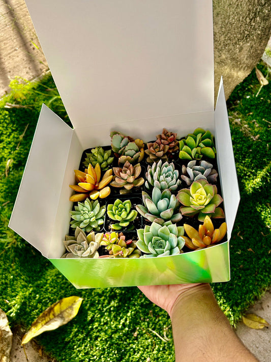 Succulent Gift Box - 16 Succulents Variety Pack
